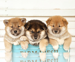 Small Photo #5 Shiba Inu Puppy For Sale in Neosho, MO, USA