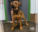 Small #2 Mutt