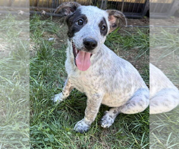 Medium Photo #6 Mutt Puppy For Sale in pomfret, CT, USA