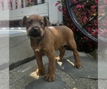 Puppy Trinity Irish Terrier