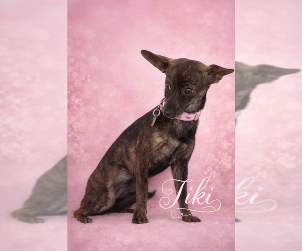 Medium Photo #4 Italian Greyhound Puppy For Sale in Menifee, CA, USA