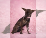 Small #3 Italian Greyhound