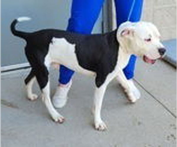 Medium Photo #2 American Pit Bull Terrier Puppy For Sale in Evansville, IN, USA