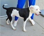 Small #1 American Pit Bull Terrier