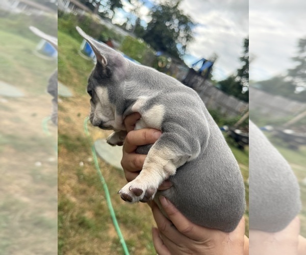 Medium Photo #13 French Bulldog Puppy For Sale in KENT, WA, USA