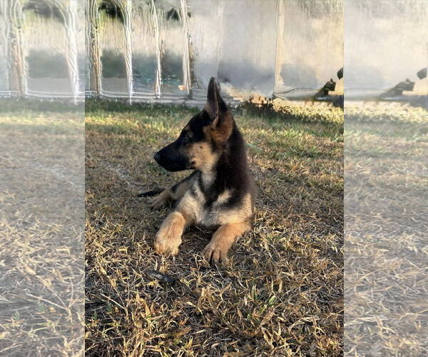 Medium Photo #3 German Shepherd Dog Puppy For Sale in Plantation, FL, USA