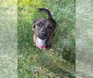 Colonial Cocker Spaniel-Unknown Mix Dogs for adoption in Holly Springs, NC, USA