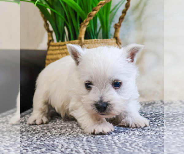 Medium Photo #2 West Highland White Terrier Puppy For Sale in SYRACUSE, IN, USA