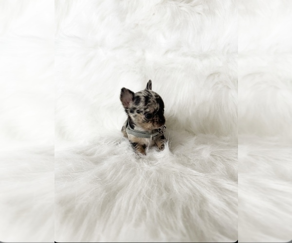 Medium Photo #11 Chihuahua Puppy For Sale in SACRAMENTO, CA, USA