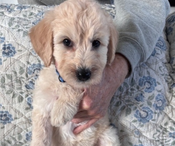 Medium Photo #39 Schnoodle (Giant) Puppy For Sale in ANDERSON, CA, USA