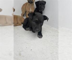 Mutt Dogs for adoption in Houston, TX, USA