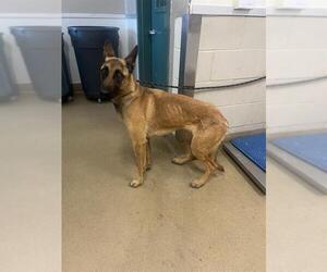 Mutt Dogs for adoption in Santa Maria, CA, USA
