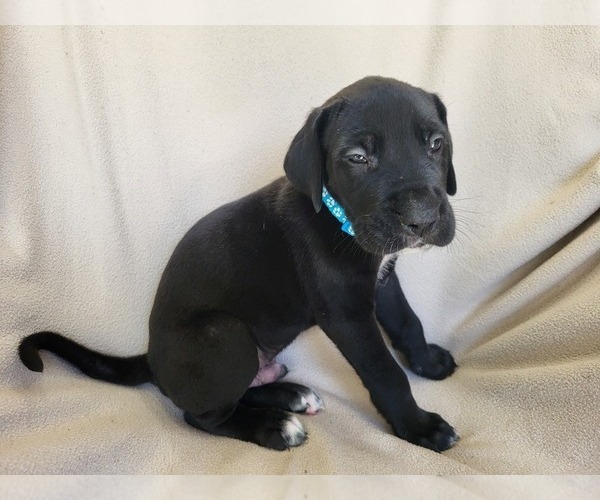 Medium Photo #1 Daniff Puppy For Sale in TIFFIN, OH, USA