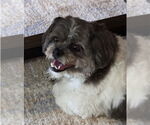 Small #2 Shih Apso