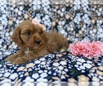Small #6 Cavapoo (Miniature)