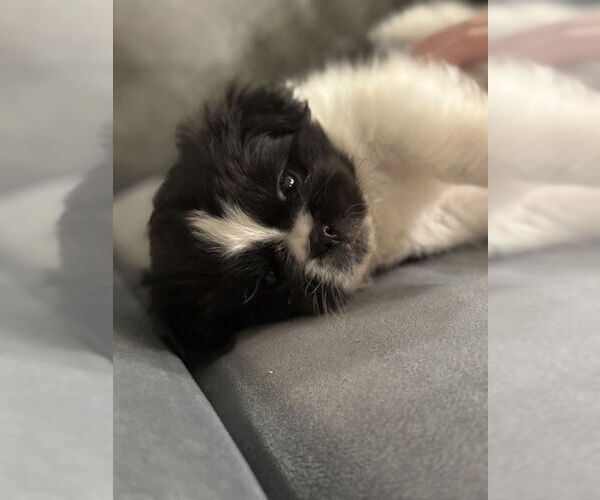 Medium Photo #4 Peke-A-Poo Puppy For Sale in Pacolet, SC, USA