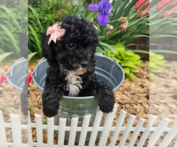 Medium Photo #3 Poodle (Toy) Puppy For Sale in INDIANAPOLIS, IN, USA