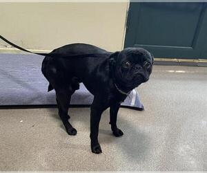 Pug Dogs for adoption in Pasadena, CA, USA