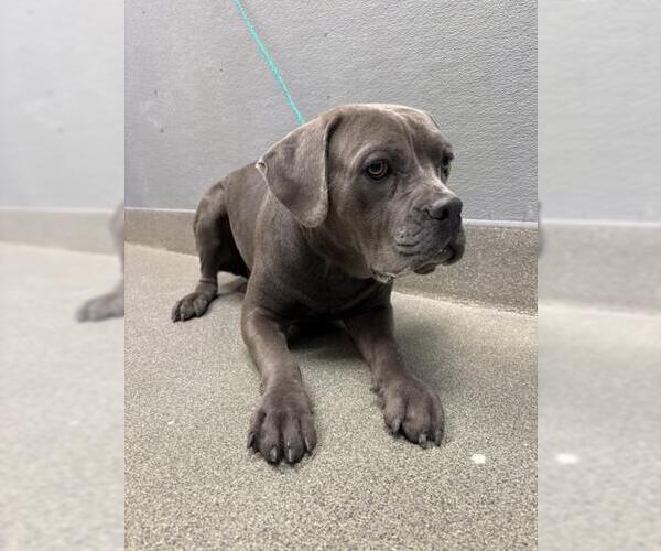 Medium Photo #1 Mutt Puppy For Sale in Las Vegas, NV, USA