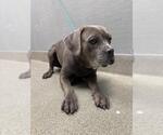 Small Mutt