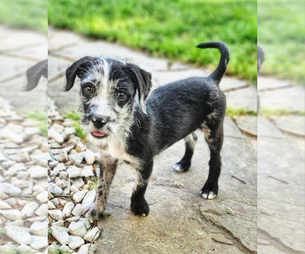 Medium Photo #4 Border-Aussie Puppy For Sale in Fultonham, NY, USA