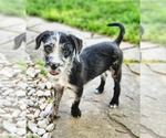 Small #3 Border-Aussie