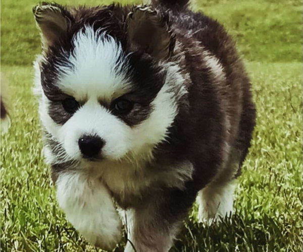 Medium Photo #1 Pomsky Puppy For Sale in HUBERT, NC, USA