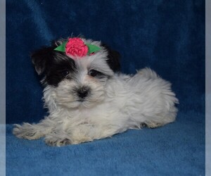 Maltipoo Puppy for sale in BARNESVILLE, KS, USA