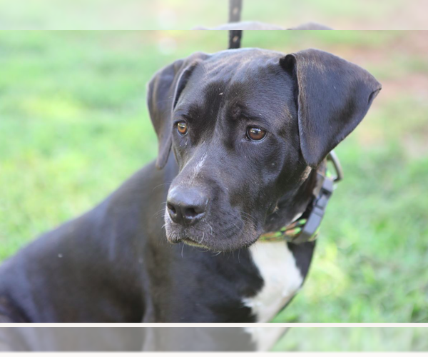 Medium Photo #1 Boxer-Unknown Mix Puppy For Sale in Decatur, GA, USA