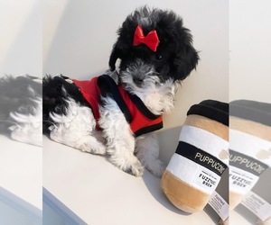 Poodle (Miniature) Puppy for sale in MEMPHIS, TN, USA