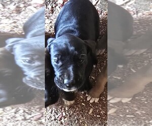 Great Dane Puppy for sale in BUCKHANNON, WV, USA