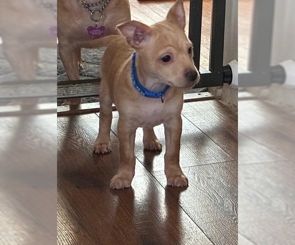 Medium Photo #3 Chihuahua-Unknown Mix Puppy For Sale in Plymouth, MN, USA