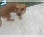 Small #1 Chihuahua