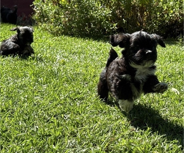 Medium Photo #3 Havanese Puppy For Sale in BRISBANE, CA, USA