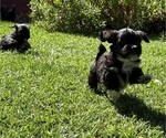 Small Photo #17 Havanese Puppy For Sale in BRISBANE, CA, USA