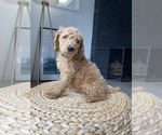 Small Photo #2 Goldendoodle-Poodle (Standard) Mix Puppy For Sale in LOS ANGELES, CA, USA