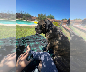 Father of the Cane Corso puppies born on 05/07/2025