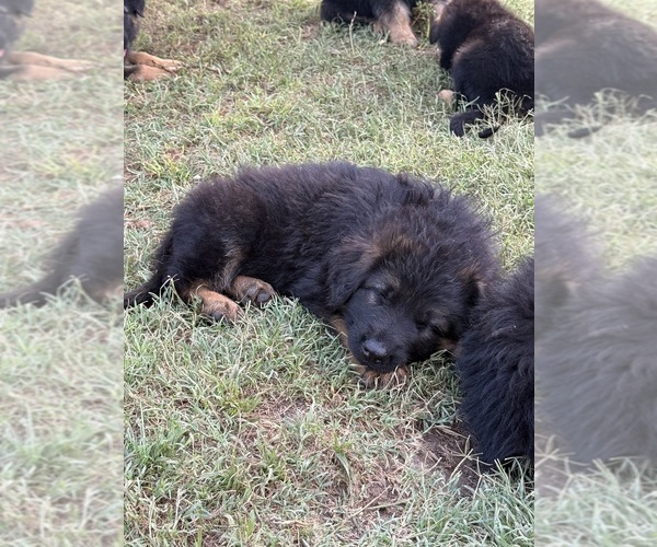 Medium Photo #2 German Shepherd Dog Puppy For Sale in BRUCEVILLE, TX, USA
