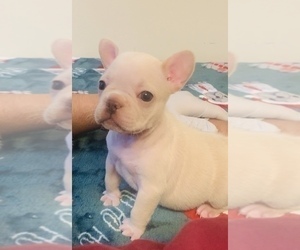 Medium French Bulldog