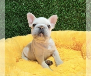 French Bulldog Puppy for sale in PHOENIX, AZ, USA