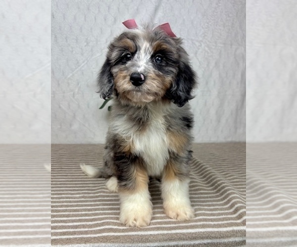 Medium Photo #2 Bernedoodle (Miniature) Puppy For Sale in GREENFIELD, IN, USA