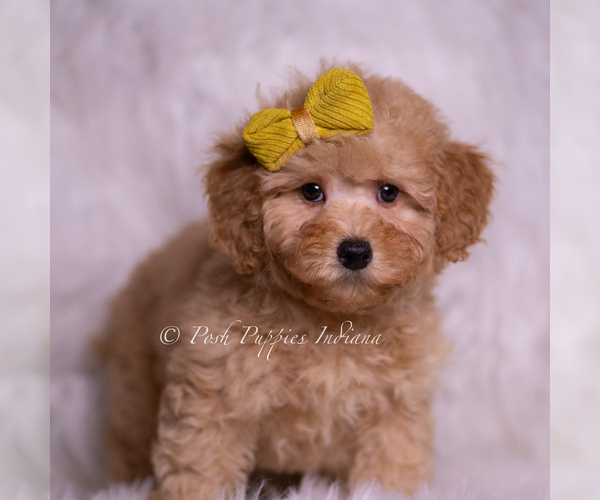 Medium Photo #2 Poodle (Toy) Puppy For Sale in WARSAW, IN, USA