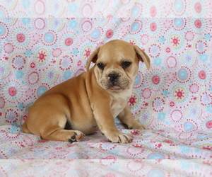 French Bulldog Puppy for sale in SHILOH, OH, USA