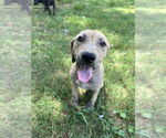Small #2 American Pit Bull Terrier Mix