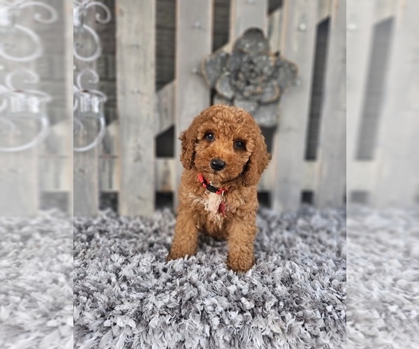 Medium Photo #4 Poodle (Toy) Puppy For Sale in INDIANAPOLIS, IN, USA
