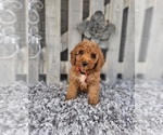 Small #3 Poodle (Toy)