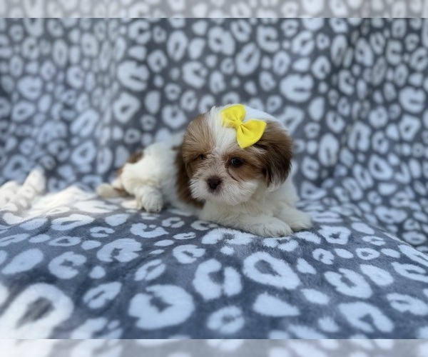 Medium Photo #4 Lhasa Apso Puppy For Sale in LAKELAND, FL, USA