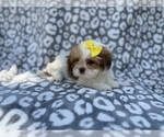 Small #3 Lhasa Apso