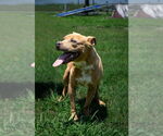 Small #2 Mutt