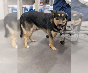 German Shepherd Dog-Unknown Mix Dogs for adoption in Forestville, MD, USA